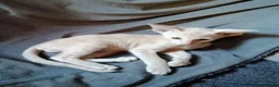Oriental cats for sale: Oriental Siamese kittens gccf - Advert 10