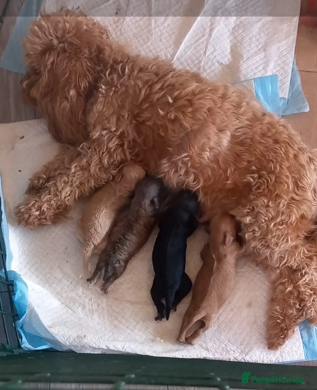 Cavapoo dogs for sale:  4 beautiful puppies with unique colours! - Advert 1