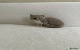 British Shorthair cats for sale: British Short Hair/ British Longhair 🐾 in Manchester - Image 6