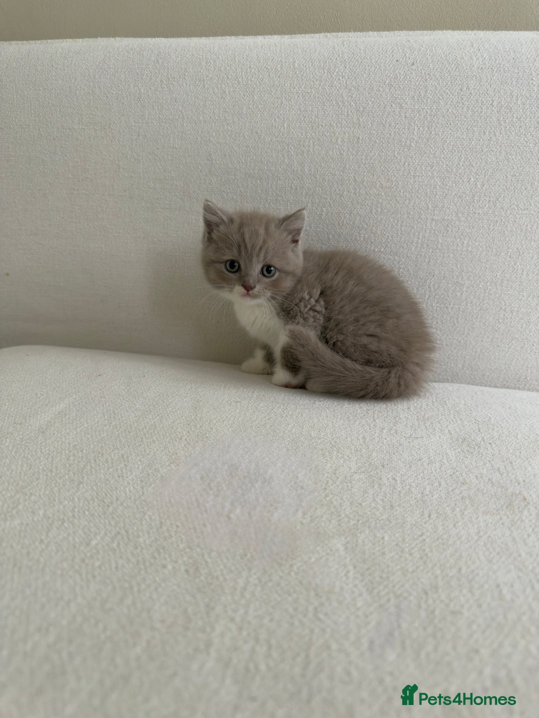 British Shorthair cats for sale: British Short Hair/ British Longhair 🐾 in Manchester - Image 6