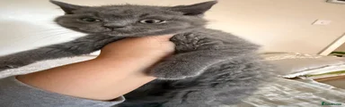 British Shorthair 3