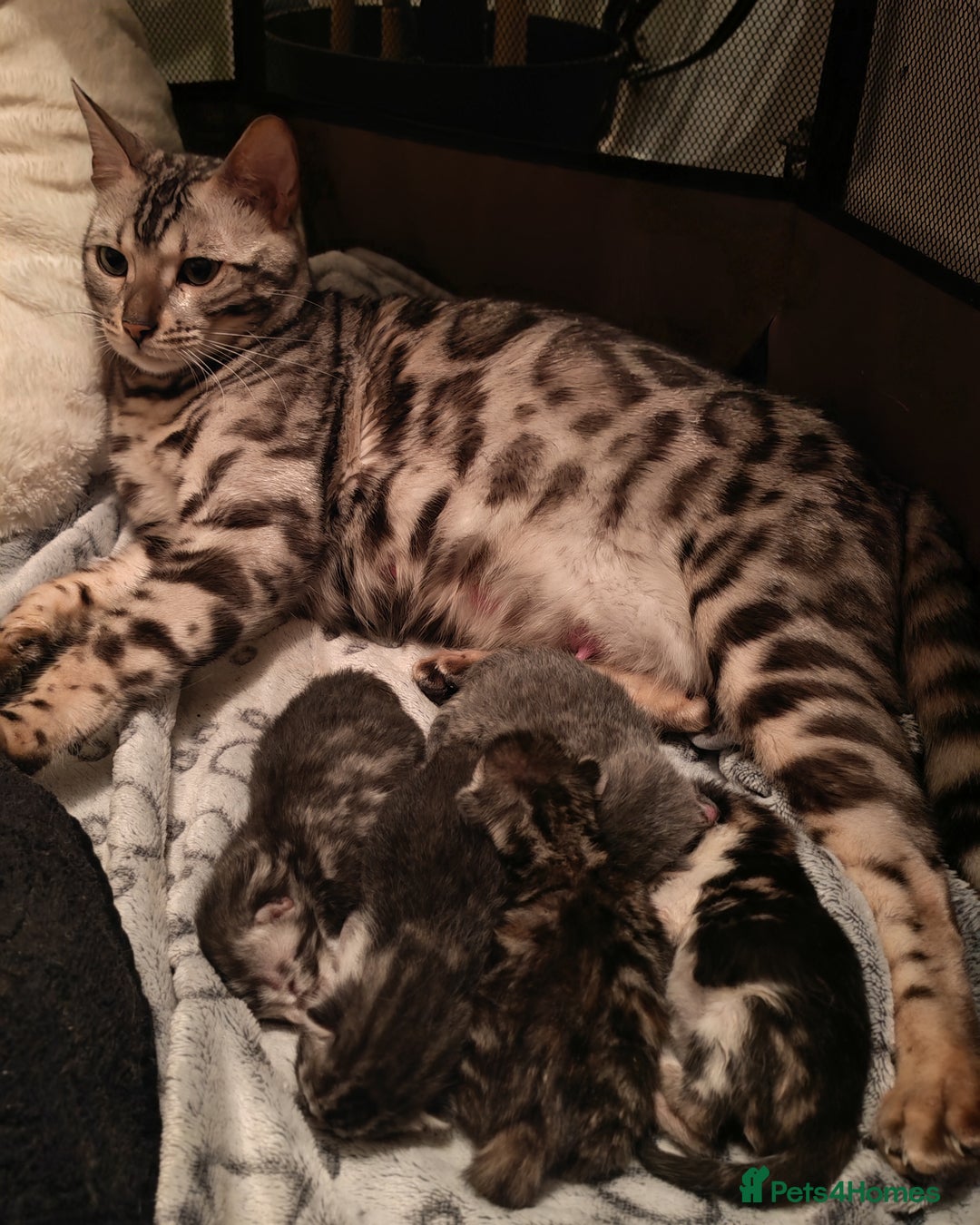 Bengal cats for sale: Half Bengal Kittens for sale  - Image 4