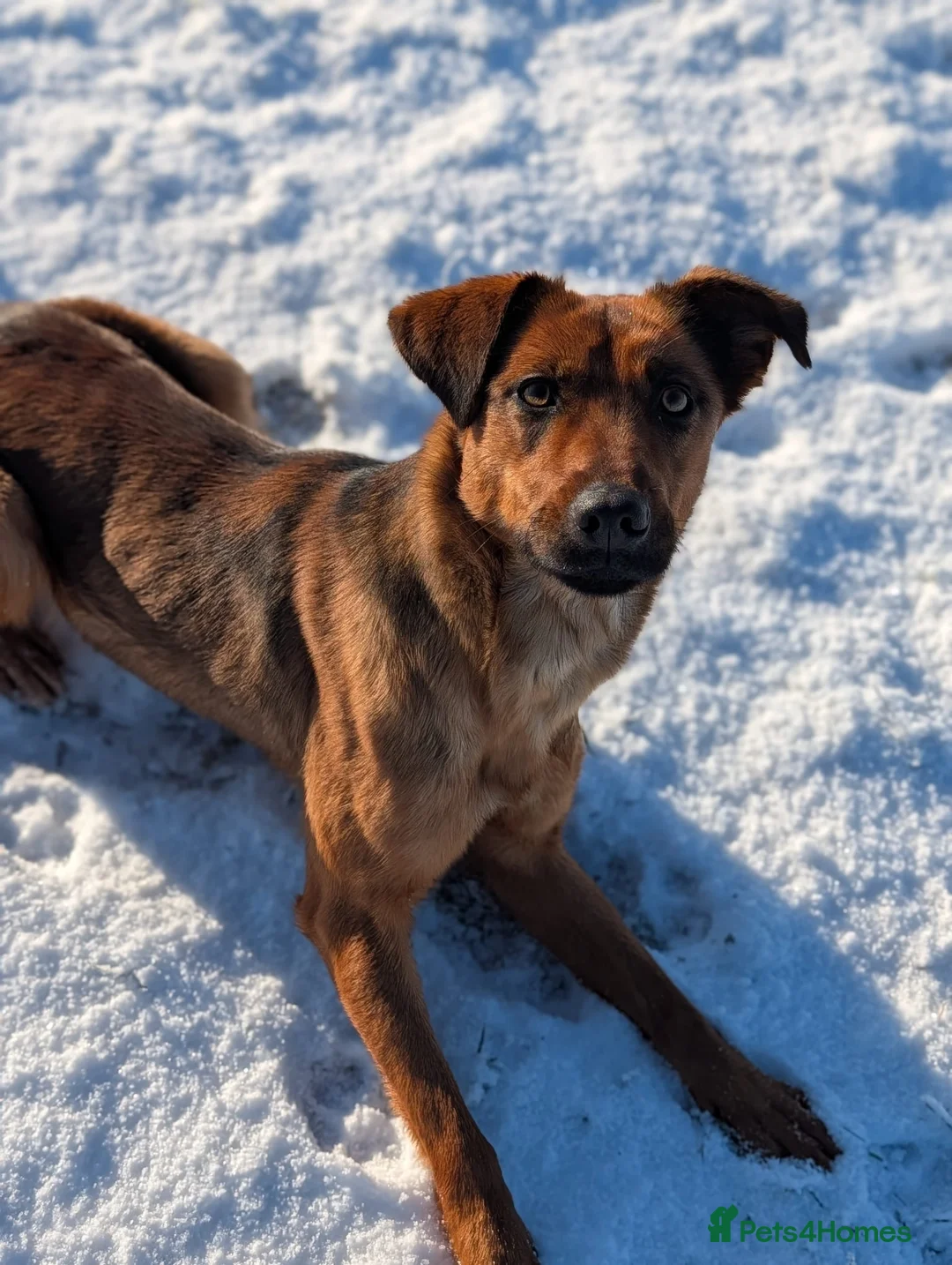 Mixed Breed dogs for sale: 17 month old springer x mali in Chester - Advert 3