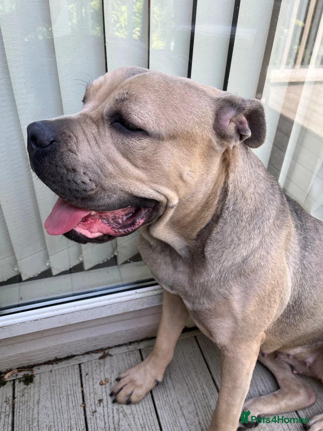 Cane Corso dogs for sale: Nylar in Skipton - Advert 2