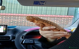 Bearded Dragon reptiles for sale: Bearded Dragon - Image 4