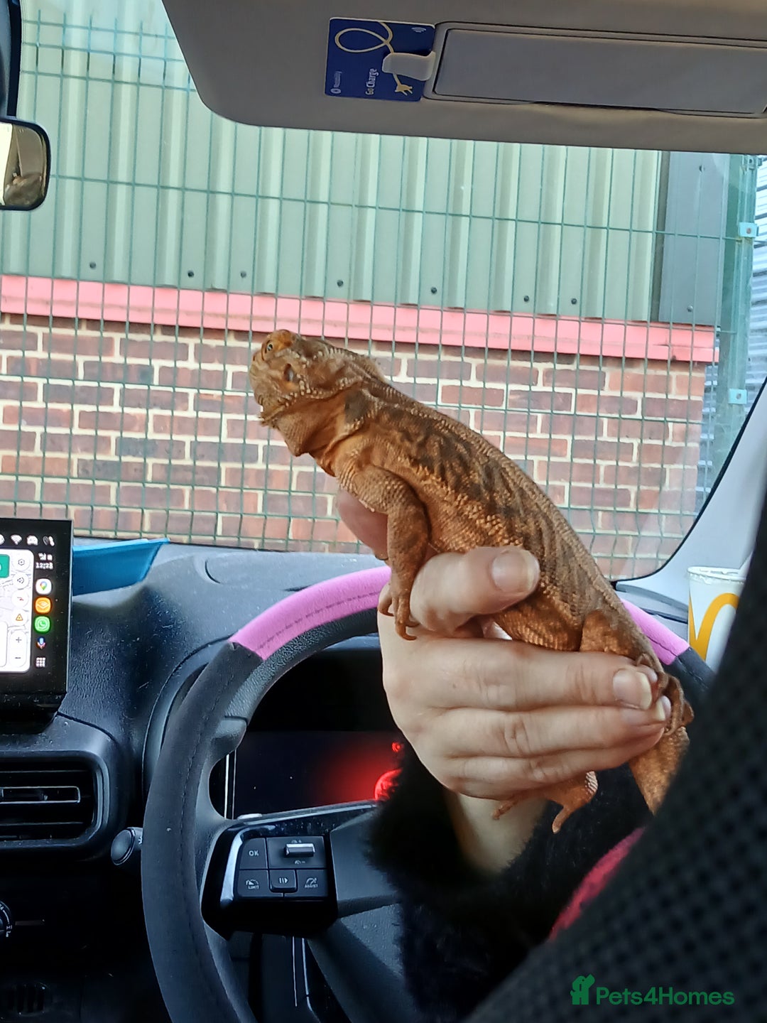 Bearded Dragon reptiles for sale: Bearded Dragon - Image 4