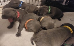 Staffordshire Bull Terrier dogs for sale: Blue Staffordshire Bull Terrier 🐶 Puppies 🐶 - Image 29