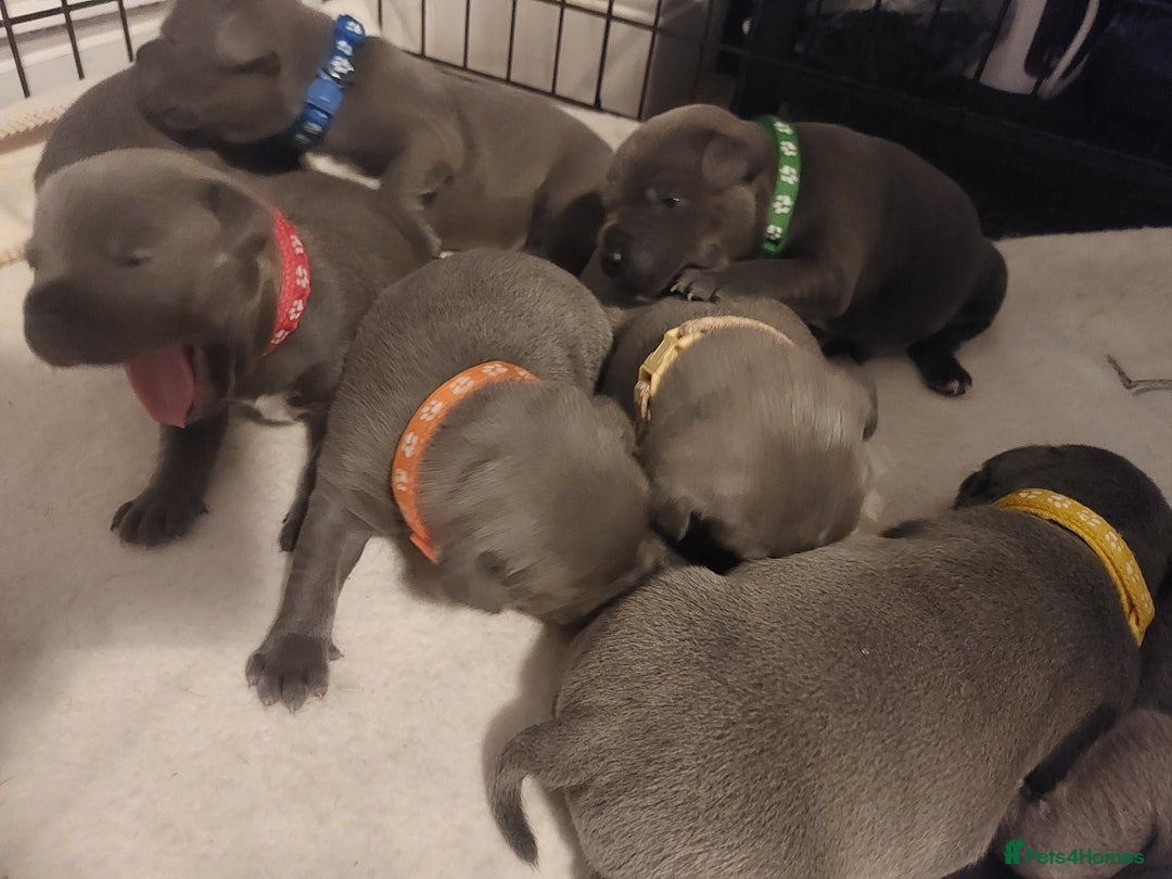 Staffordshire Bull Terrier dogs for sale: Blue Staffordshire Bull Terrier 🐶 Puppies 🐶 - Image 29