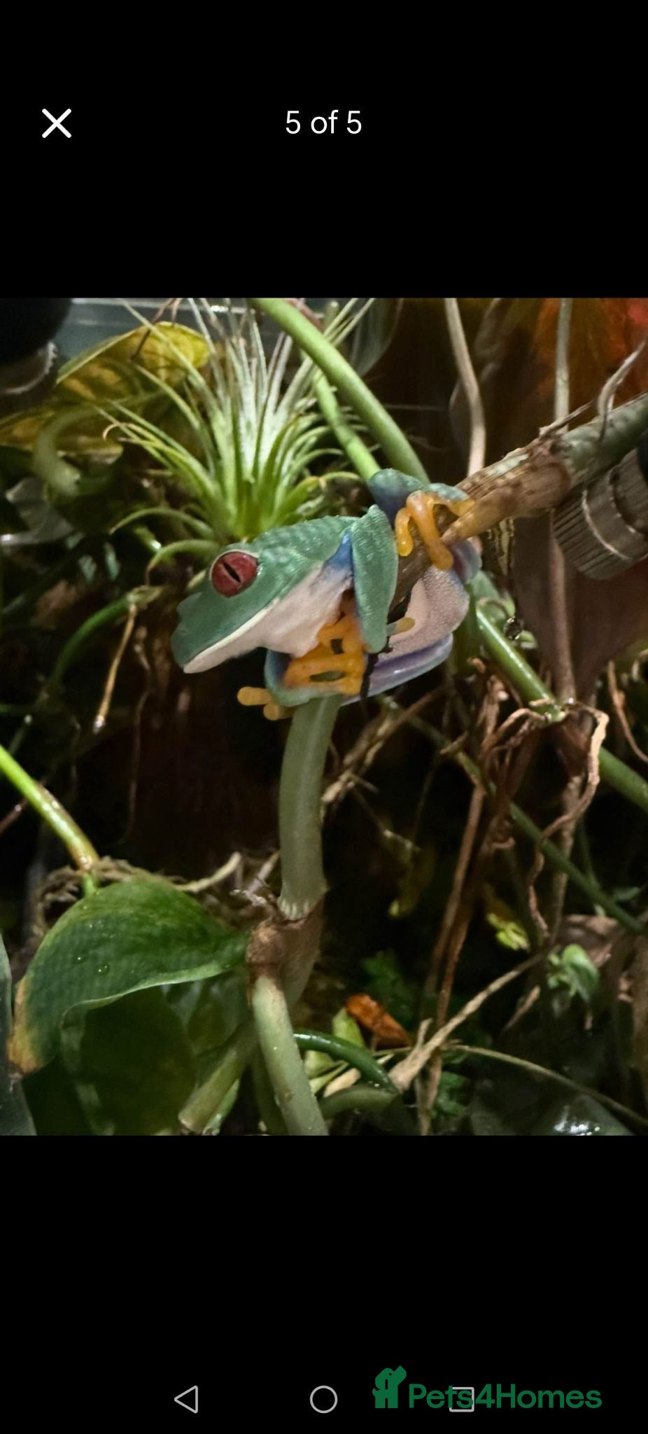 Frog reptiles 2 red eyed tree frogs with vivid and accessories  - Advert 2