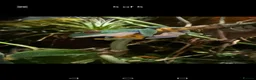 Frog reptiles for sale: 2 red eyed tree frogs with vivid and accessories  - Advert 1