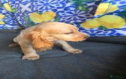 Cocker Spaniel dogs for sale: SHOW COCKERS READY NOW LAST LEMON BOY AND GIRL - Image 23