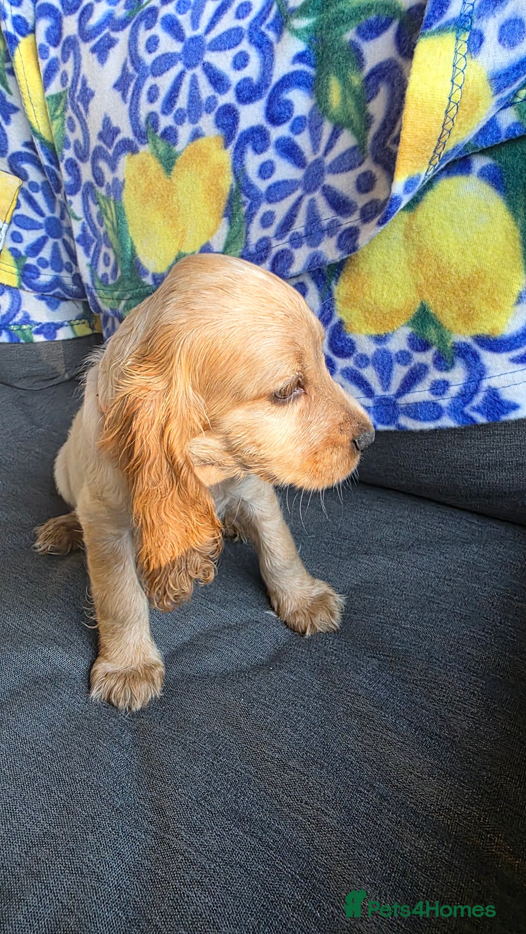 Cocker Spaniel dogs for sale: SHOW COCKERS READY NOW LAST LEMON BOY AND GIRL - Image 23