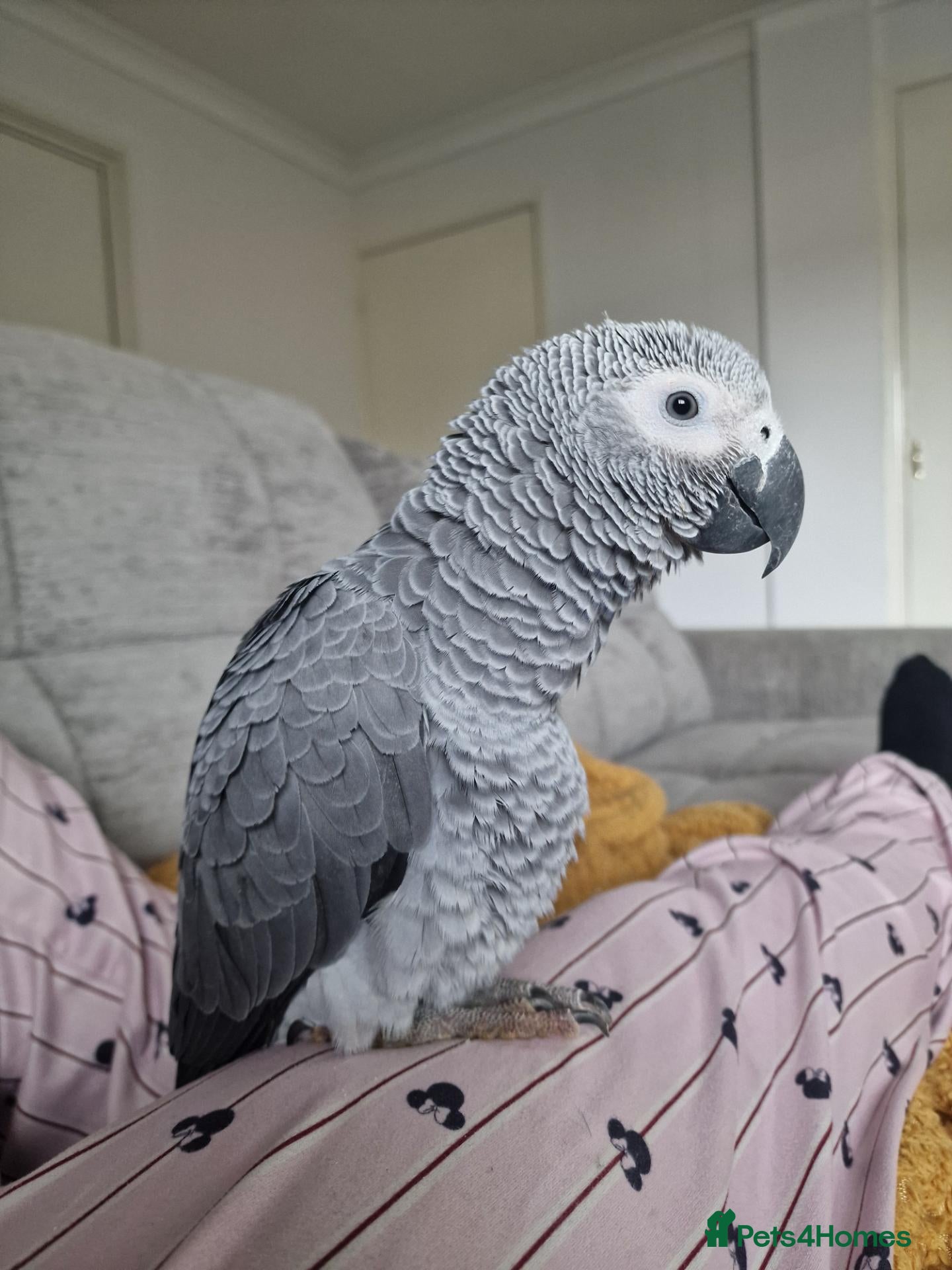 Parrots birds African grey - Bobby  - Advert 1
