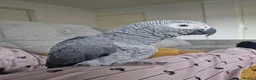 Parrots birds for sale: African grey - Bobby  in Workington - Advert 1