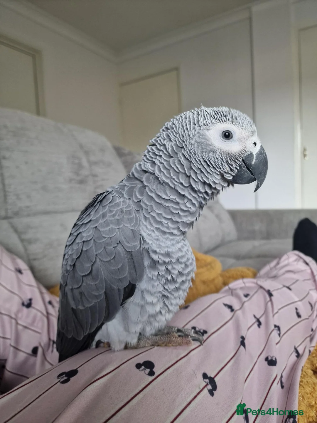 Parrots birds for sale: African grey - Bobby  in Workington - Advert 1