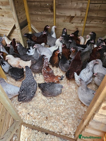 Chickens poultry - Advert 6