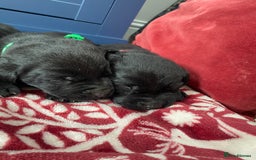 Labrador Retriever dogs for sale: KC Registered working Labrador puppies - Image 8