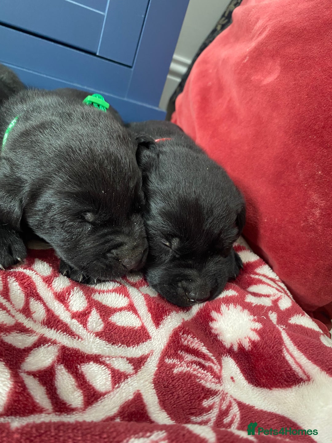 Labrador Retriever dogs for sale: KC Registered working Labrador puppies - Image 8
