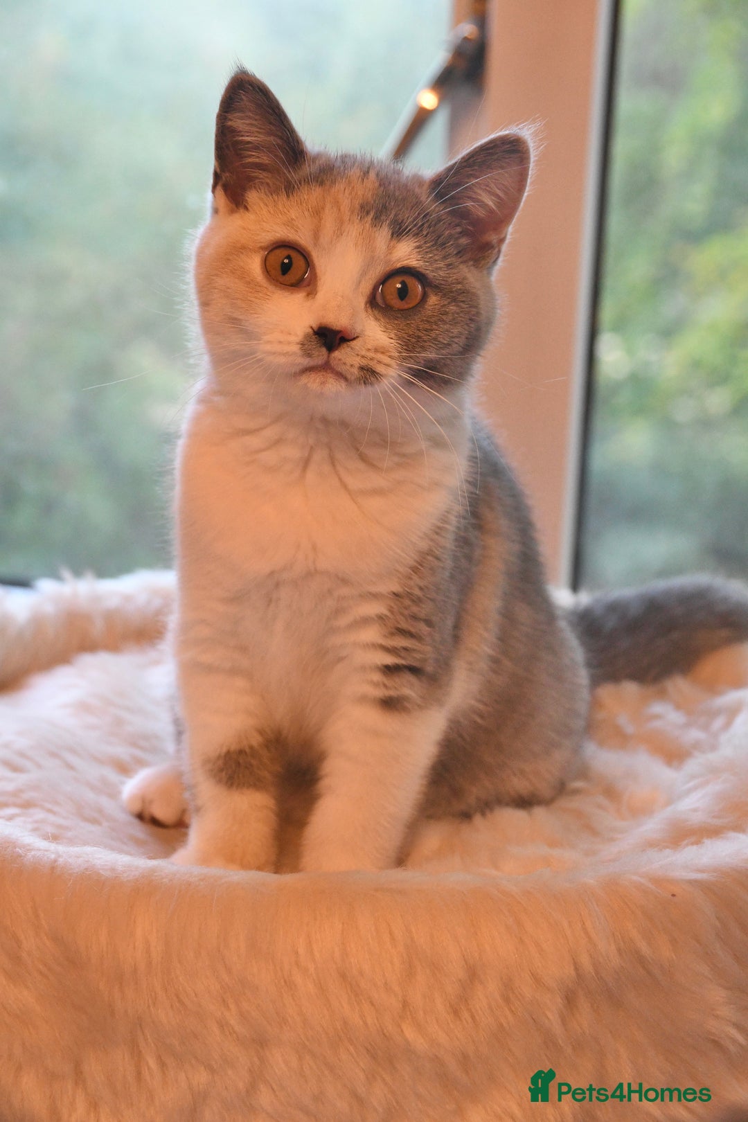 British Shorthair cats for sale: Beautiful blue tortie & white ready now  - Image 5