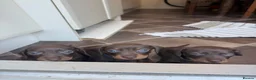 Miniature Dachshund dogs for sale: Dachshund mini puppies  in Hastings - Advert 19