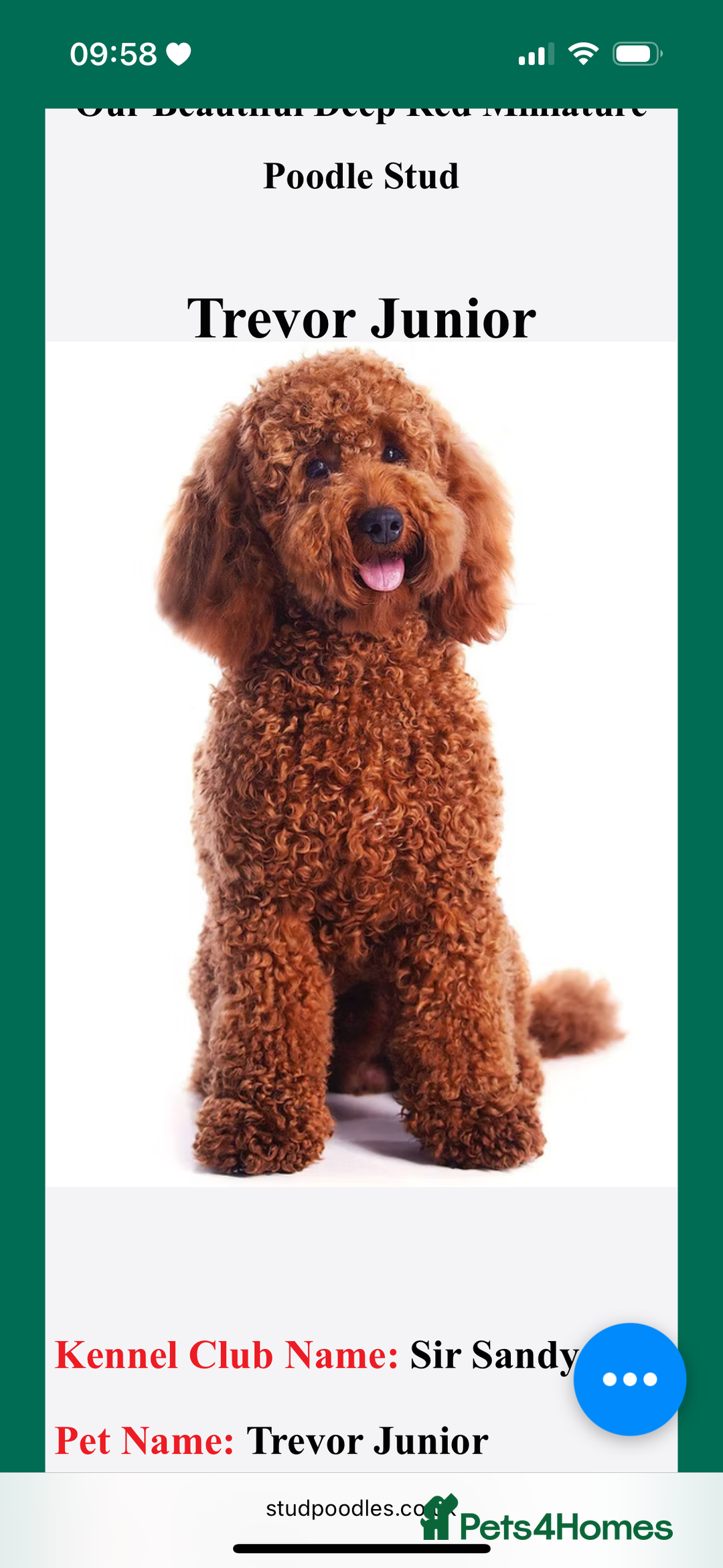 Cockapoo dogs for sale: Stunning litter of F1bb cockapoo’s  - Advert 16