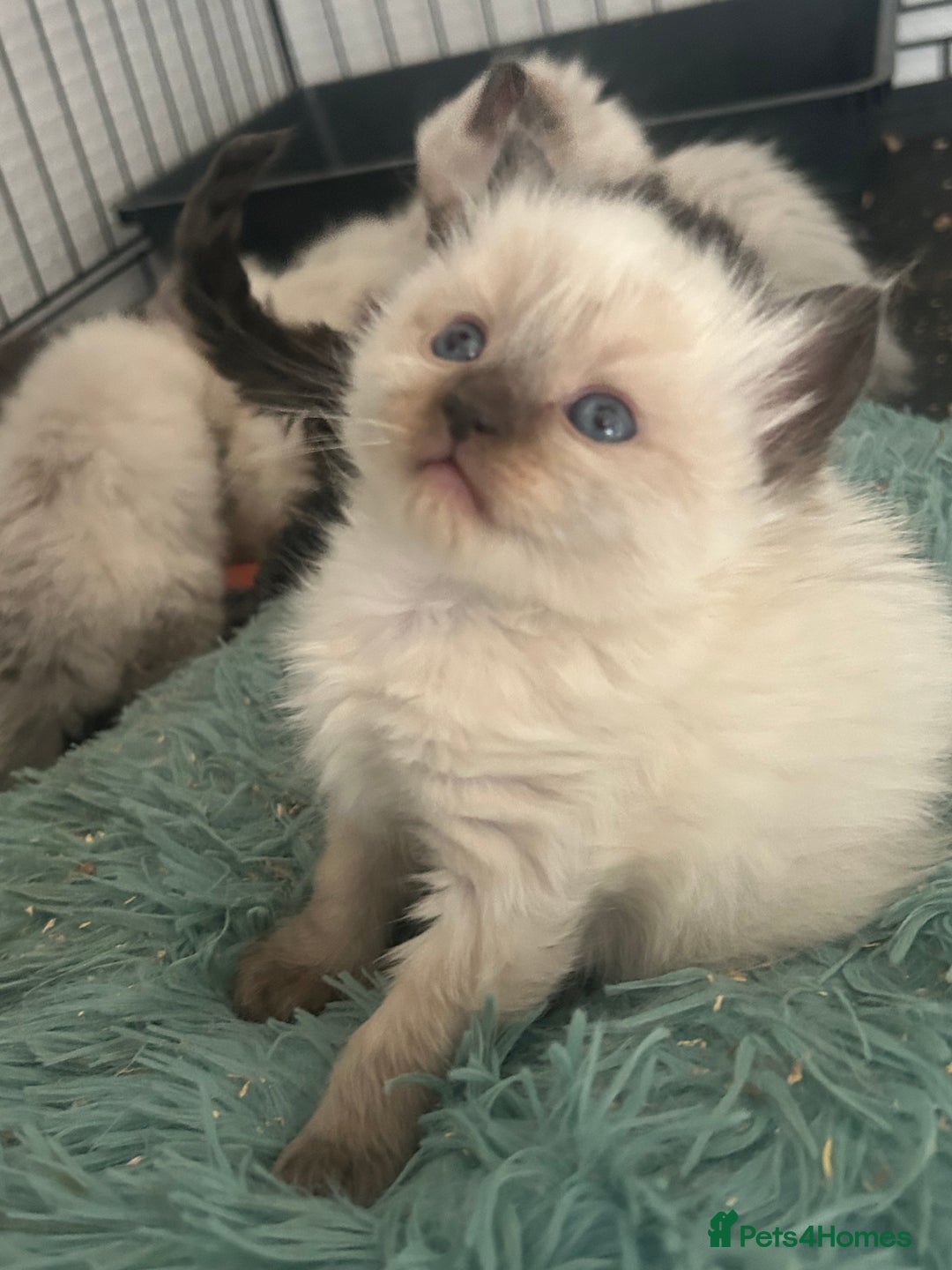 Ragdoll cats for stud: Ragdoll stud  - Image 9