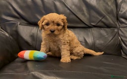Cavapoo dogs for sale: Extensive DNA & Heart tested quality Cavapoo pups - Image 8