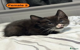 Bengal cats for sale: Gorgeous Bengal X Kittens!! - Image 23