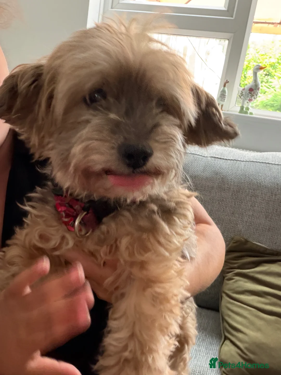 Yorkiepoo dogs for sale: Older Yorkiepoo seeking a new home  in Sheffield - Advert 2