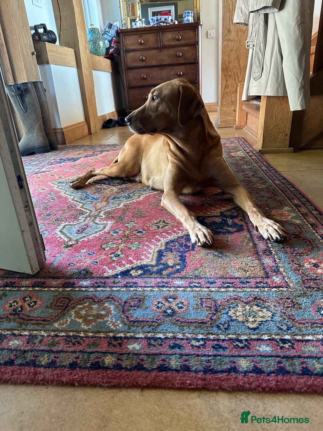 Labrador Retriever dogs for sale: Female fox Red Labrador  puppy  - Image 5