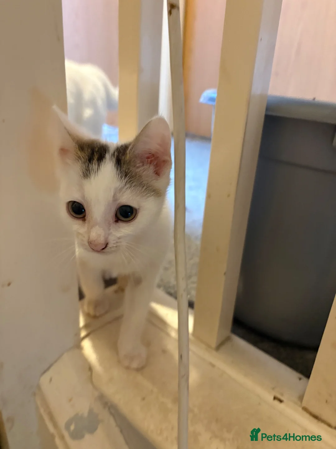 Mixed Breed cats for sale: 2 male kittens ready for their forever home - Advert 8