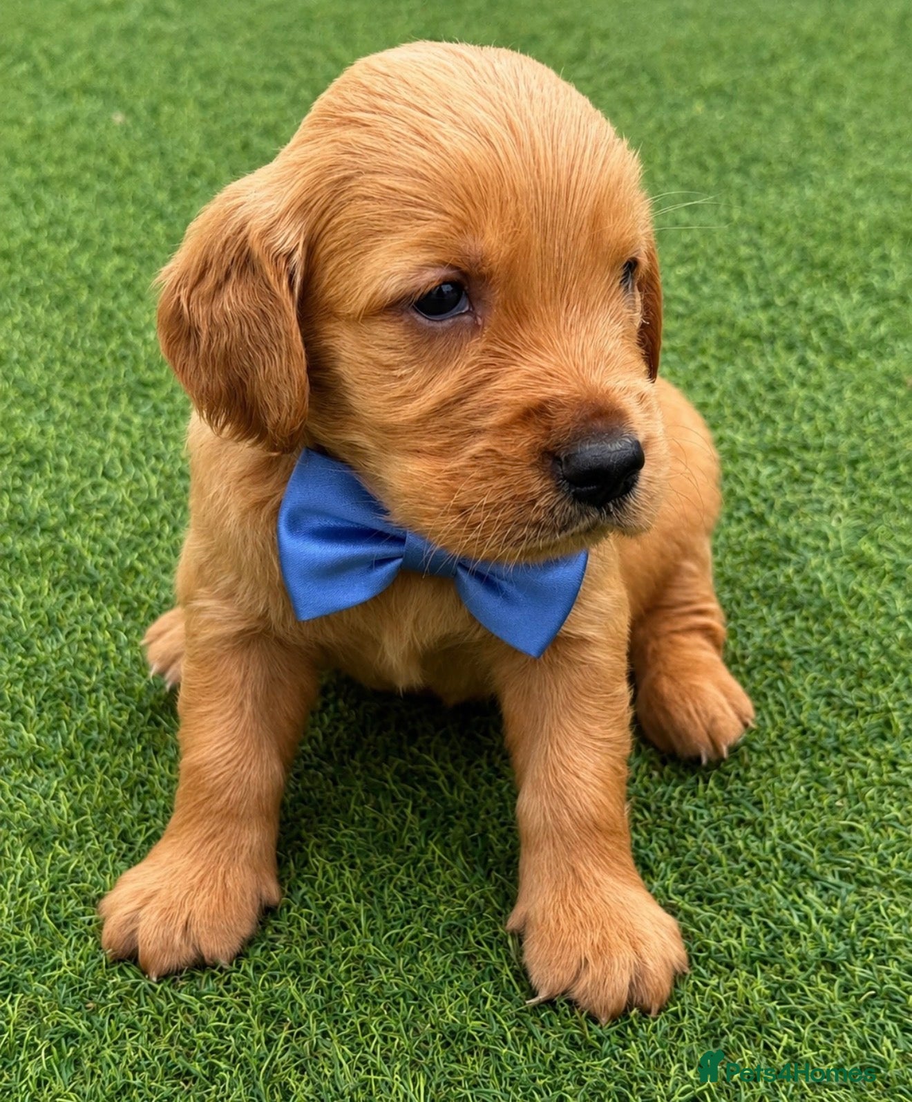 Golden Retriever dogs KC Dark Golden Retrievers 🧬 Health Tested Parents - Advert 2