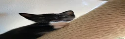 Mixed Breed cats for sale: Kitten - Advert 2
