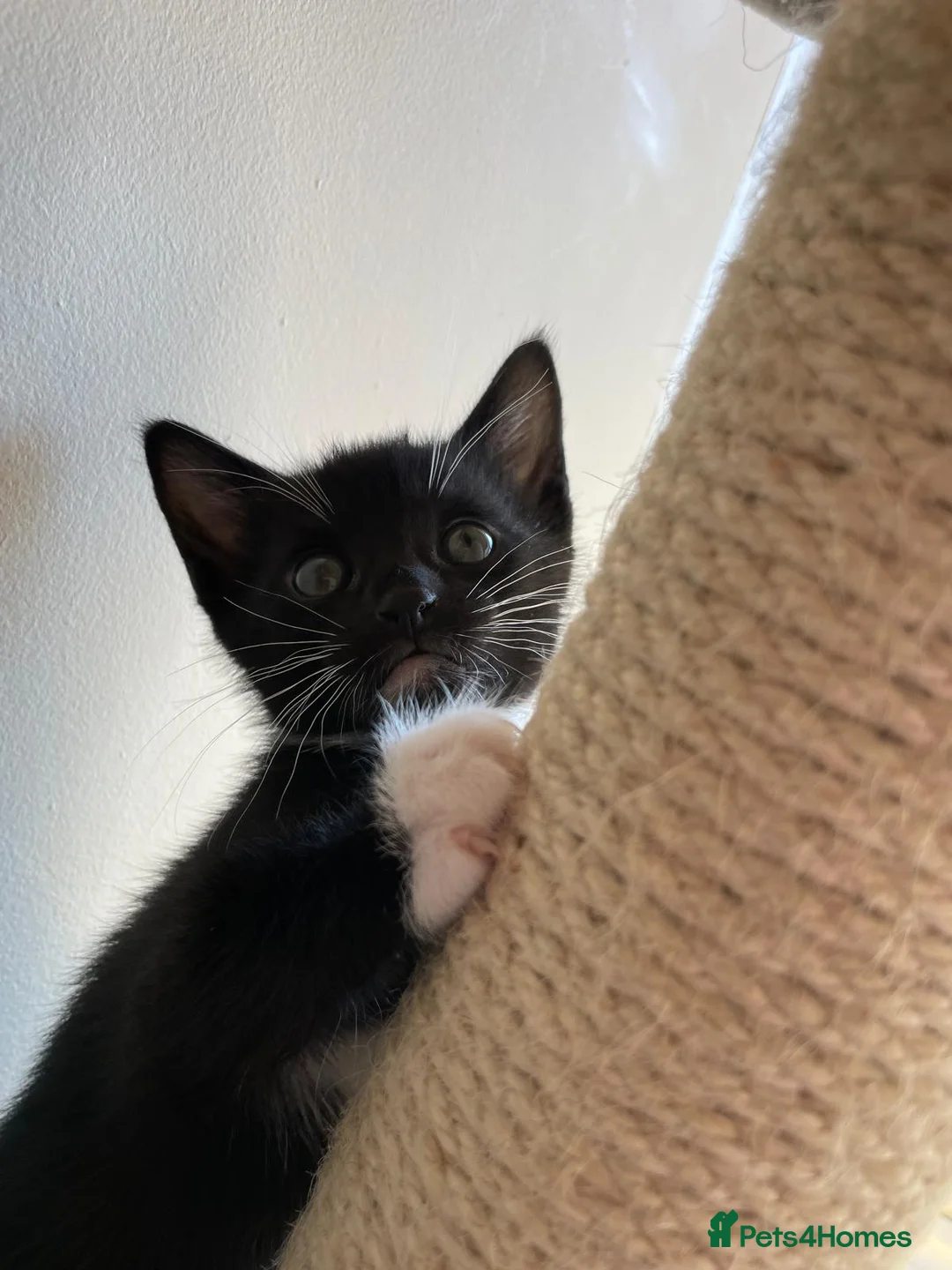 Mixed Breed cats for sale: Kitten - Advert 2
