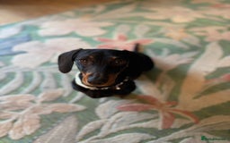 Miniature Dachshund dogs for sale: Beautiful Mini Dachshund girl  - Image 6