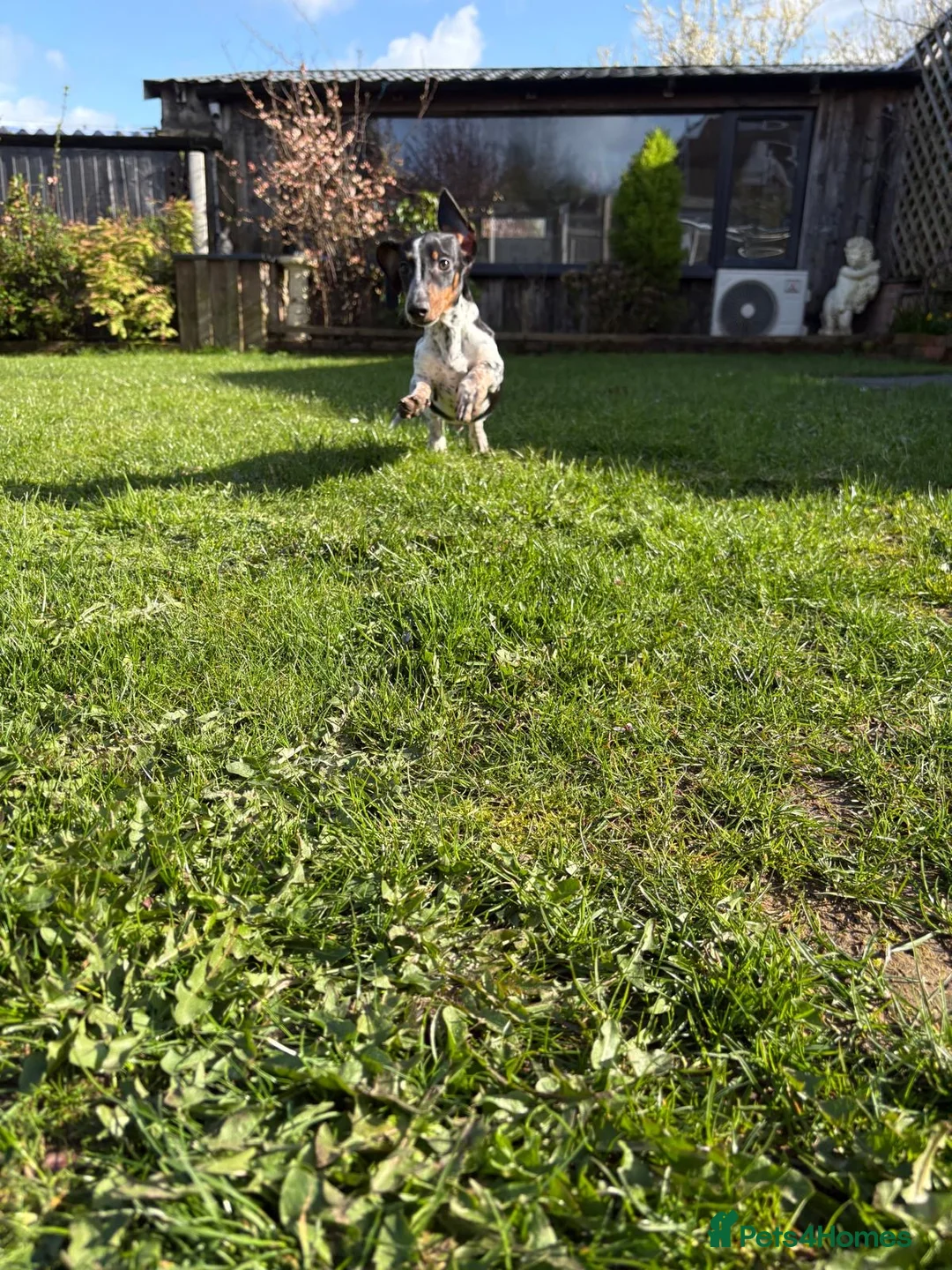 Miniature Dachshund dogs for sale: Miniature dachshunds  - Advert 2