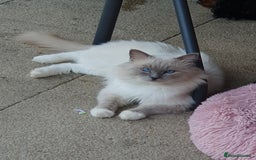 Ragdoll cats for sale: GCCF Active Blue Mitted Stud male for sale - Image 5