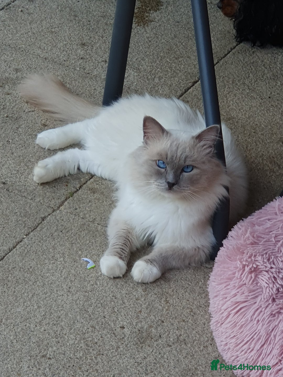 Ragdoll cats for sale: GCCF Active Blue Mitted Stud male for sale - Image 5