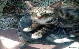 Bengal cats for sale: Male/Femal - Image 5