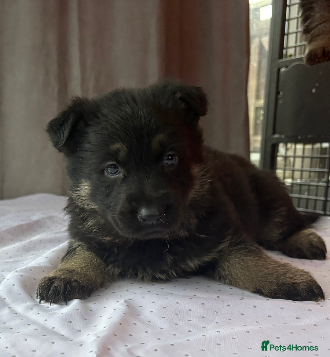 German Shepherd dogs for sale: German shepherd puppies - Advert 2