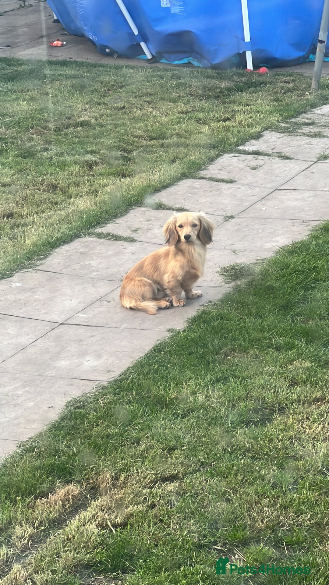 Miniature Dachshund dogs for sale: 4 long hair dachshund (2reserved) - Image 13