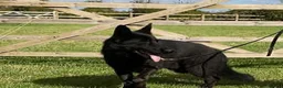 German Shepherd dogs for sale: 1 sable female & 2 male German shepherds - Advert 2