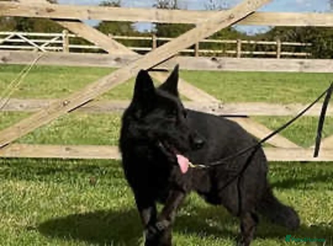 German Shepherd dogs for sale: 1 sable female & 2 male German shepherds - Advert 2