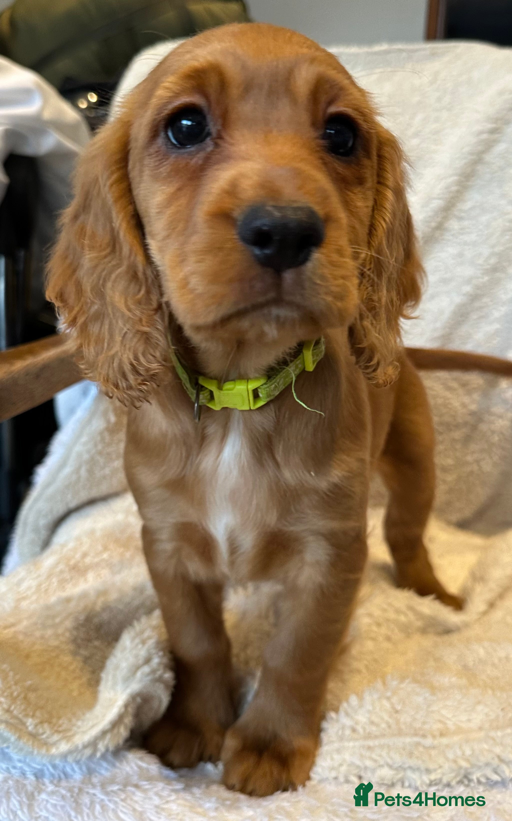 Cocker Spaniel dogs Extensively Health Tested KC Cocker Spaniels  - Advert 10