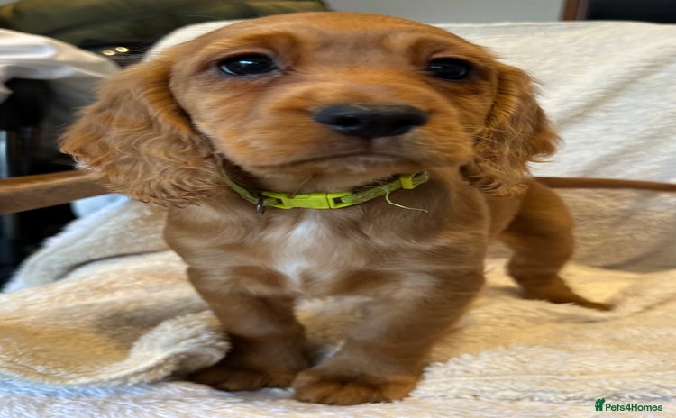 Cocker Spaniel dogs Extensively Health Tested KC Cocker Spaniels  - Advert 2