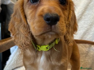 Cocker Spaniel dogs Extensively Health Tested KC Cocker Spaniels - Advert 16