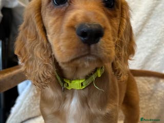 Cocker Spaniel dogs Extensively Health Tested KC Cocker Spaniels - Advert 9