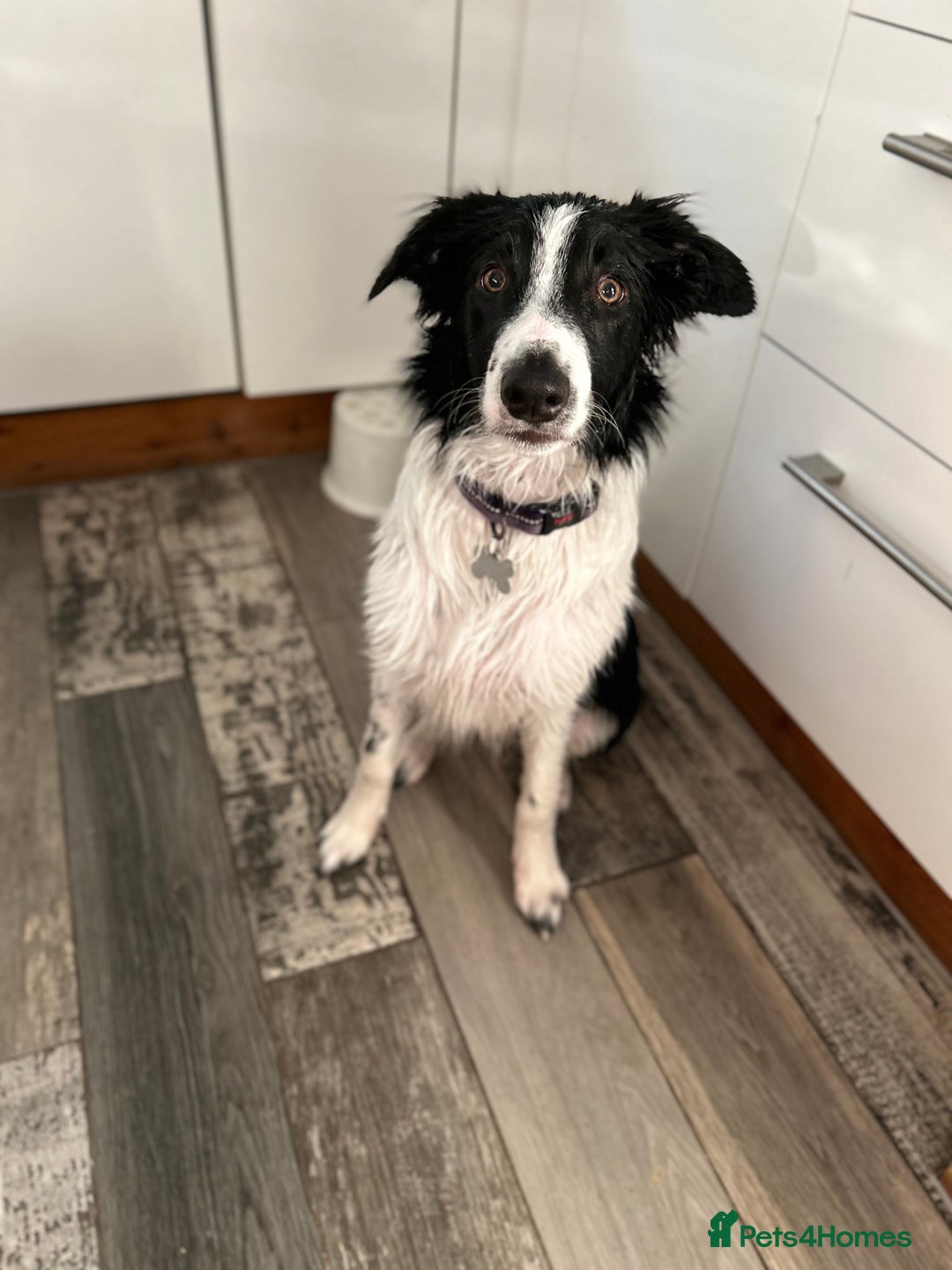 Border Collie dogs for sale: Cooper and Juno - Image 7
