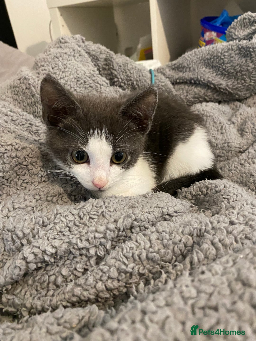 Mixed Breed cats for sale: 4 kittens  - Image 2