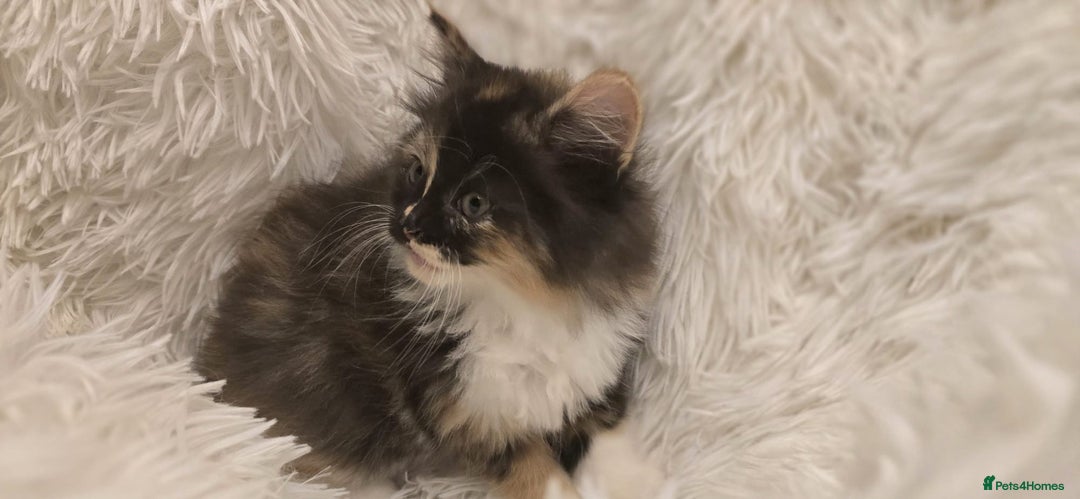 Maine Coon cats for sale: Lovely Maine coon babies  - Image 5